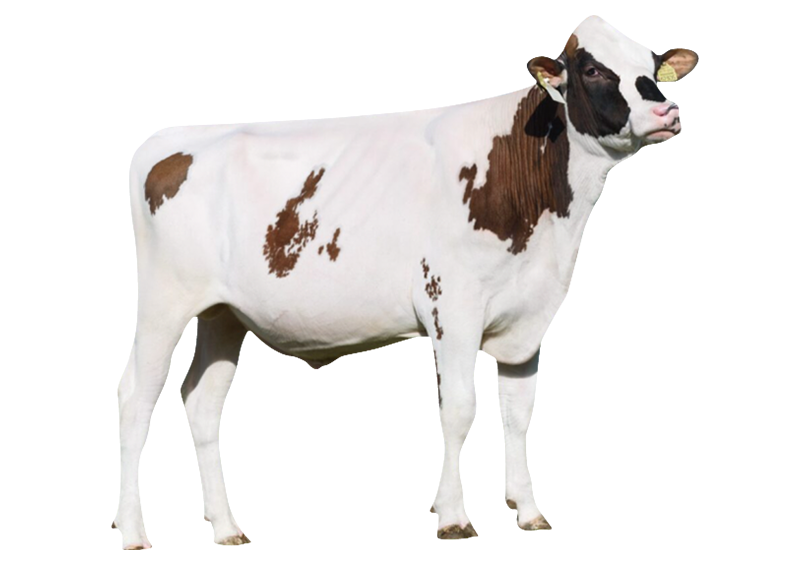 Holstein Friesian Bull